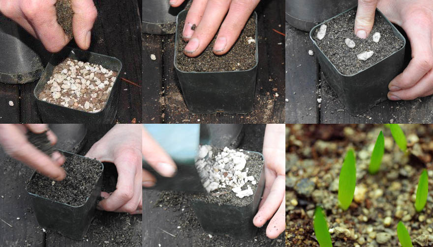 How To Plant Aloe Vera Seeds At Home Plantă Blog 0260