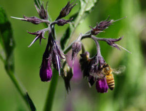 Growing True Comfrey From Seeds – Richo's Blog