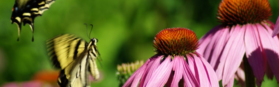 Echinacea_purpurea