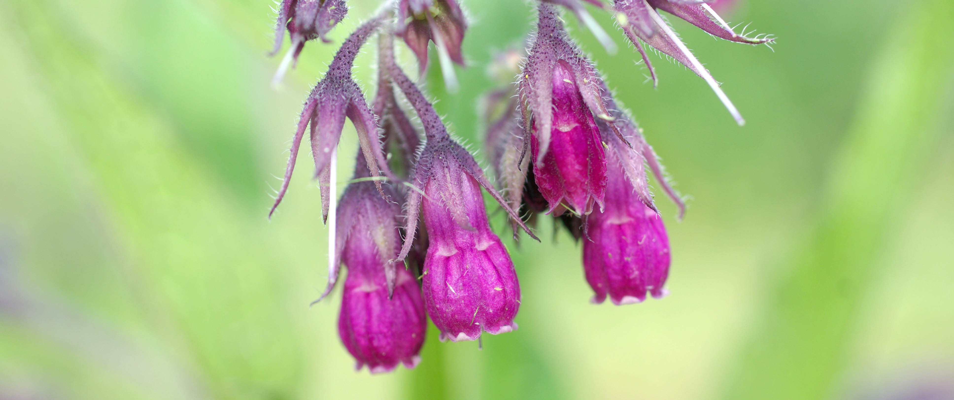 True Comfrey Flowers