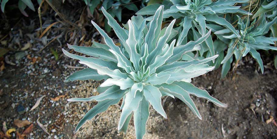 White Sage: Planting, Growing and Harvesting – Richo's Blog