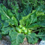 Mandrake Fruiting Plant