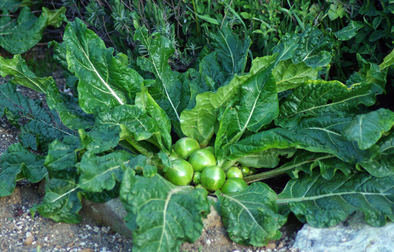 Mandrake Fruiting Plant