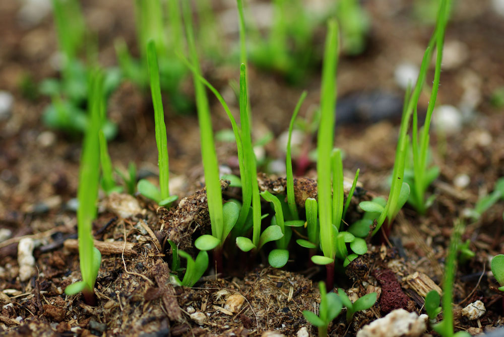 Echinacea angustifolia Seed Germination