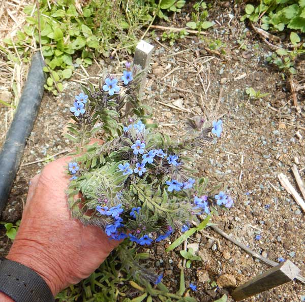 Alkanet Root Cut Root or Powdered Root Alkanna Tinctoria 