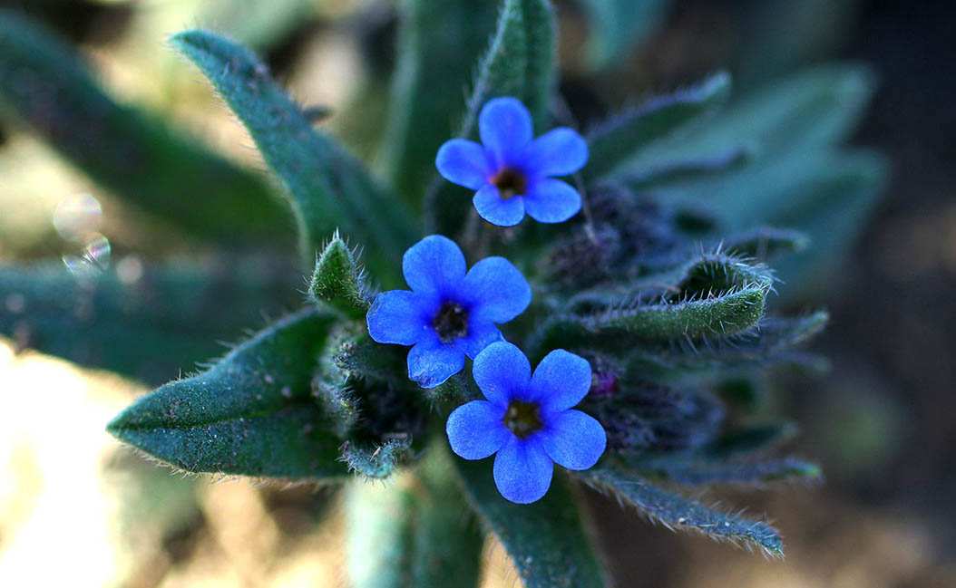 Alkanna_tinctoria_flowers