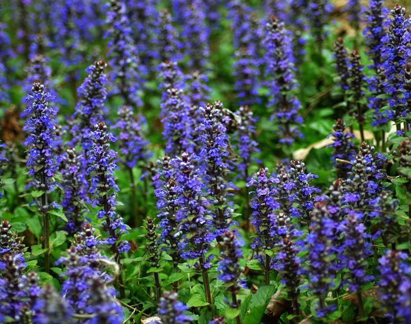 Bugle_ajuga_repens