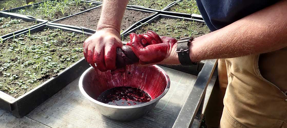Hand-squeezing-black-elderberries
