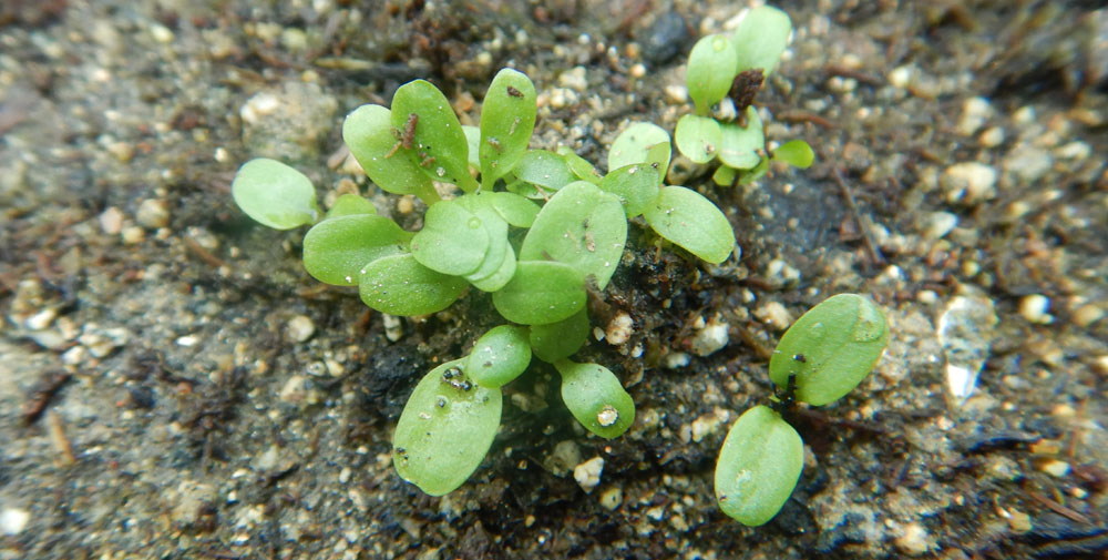 Valerian-seedlings